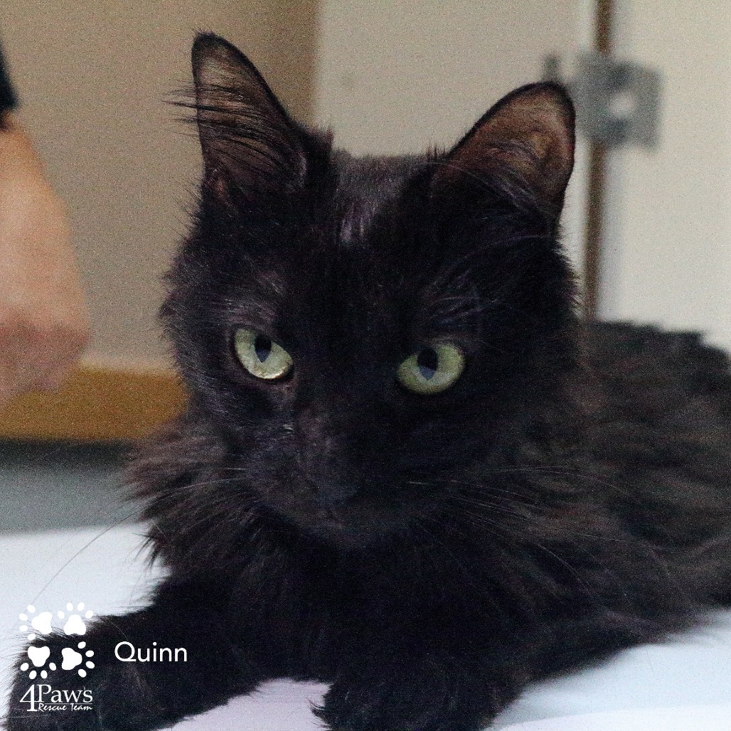 Quinn Hyattsville