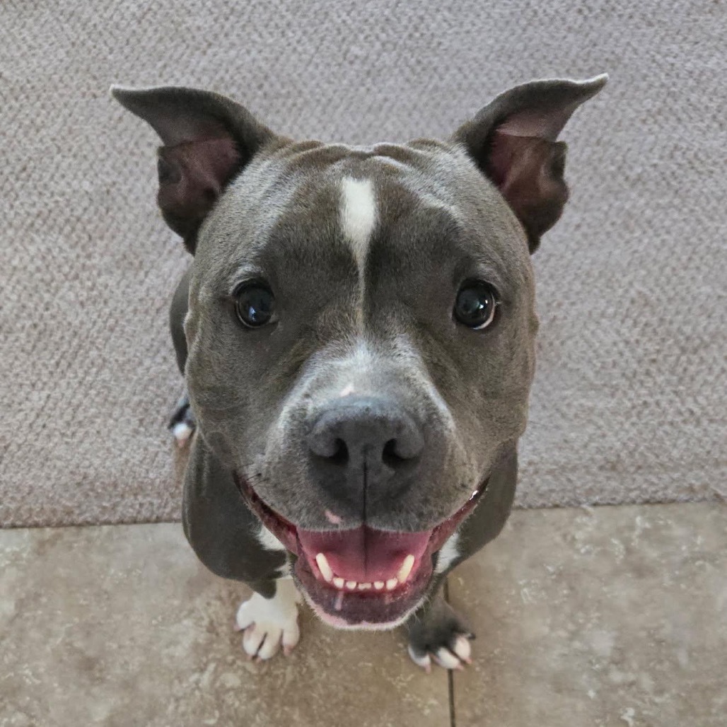 Petunia