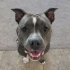 Petunia photo 1