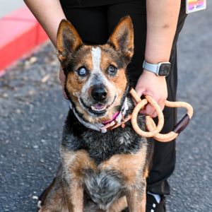 Rio, Senior Female unknown