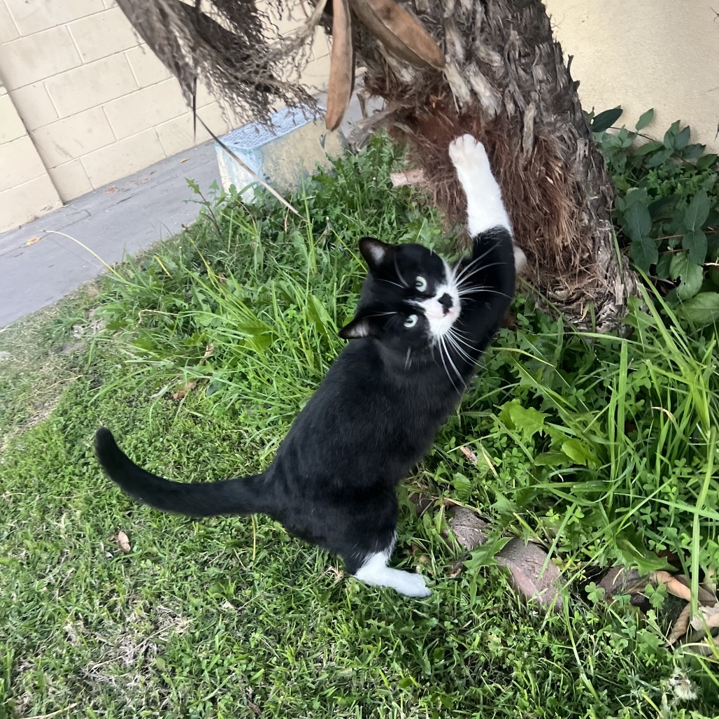Michi