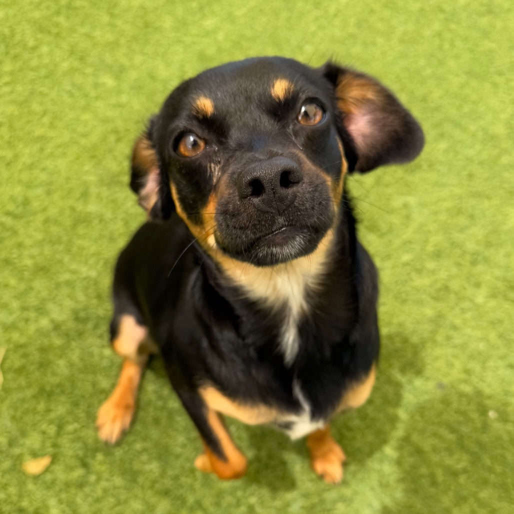 Shadow lyn 9142/3592