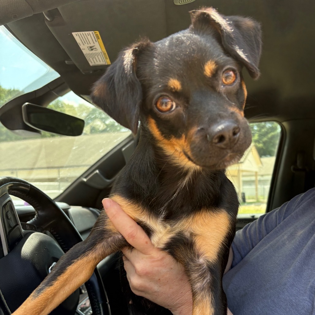 Shadow lyn 9142/3592