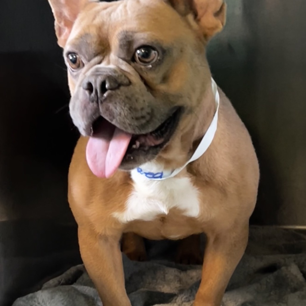 Harry Pawter 1200