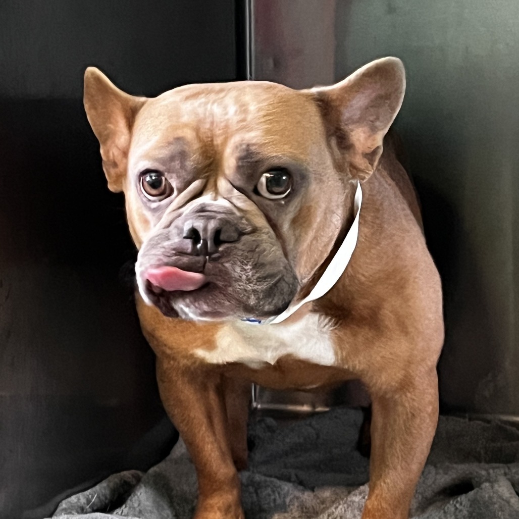 Harry Pawter 1200