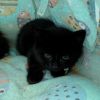 Bandito photo 1