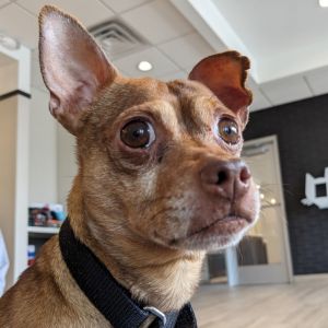 Dobby, Senior Male unknown