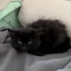 Floof photo 4