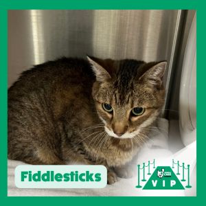 Fiddlesticks, Senior Female unknown