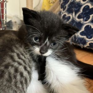 Titania, Baby Female unknown