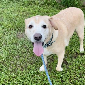 Pickles, Senior Male unknown