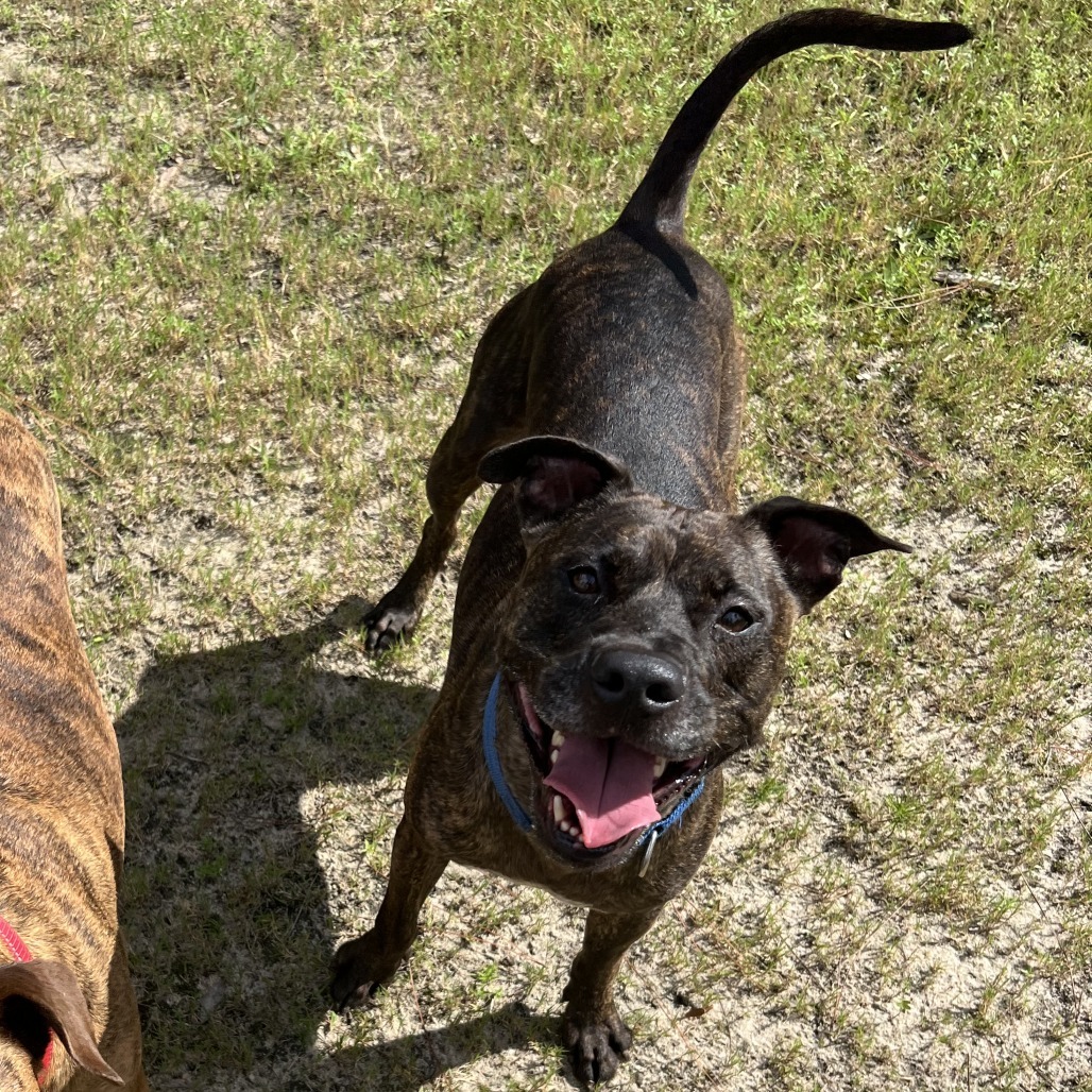 Rufus