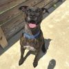 Rufus photo 2