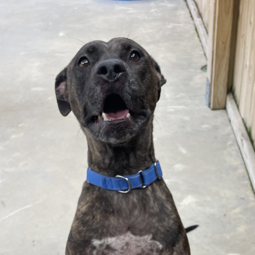 Rufus