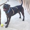 Rufus photo 4