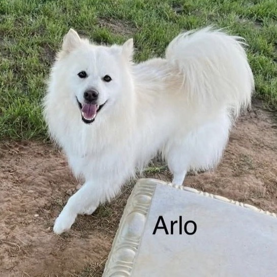 Arlo, an adoptable Spitz, Mixed Breed in Alexandria, VA, 22314 | Photo Image 1