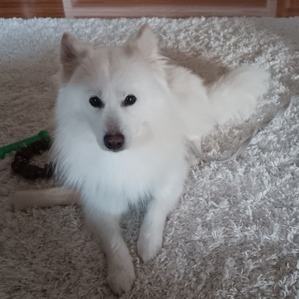 Arlo, an adoptable Spitz, Mixed Breed in Alexandria, VA, 22314 | Photo Image 4