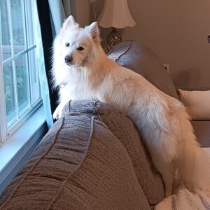 Arlo, an adoptable Spitz, Mixed Breed in Alexandria, VA, 22314 | Photo Image 5