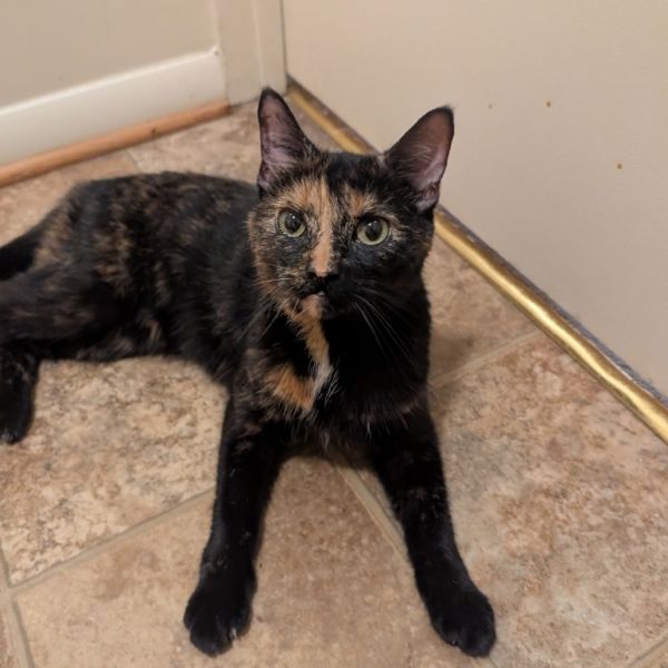 Eloise