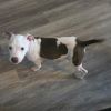 Baron photo 1