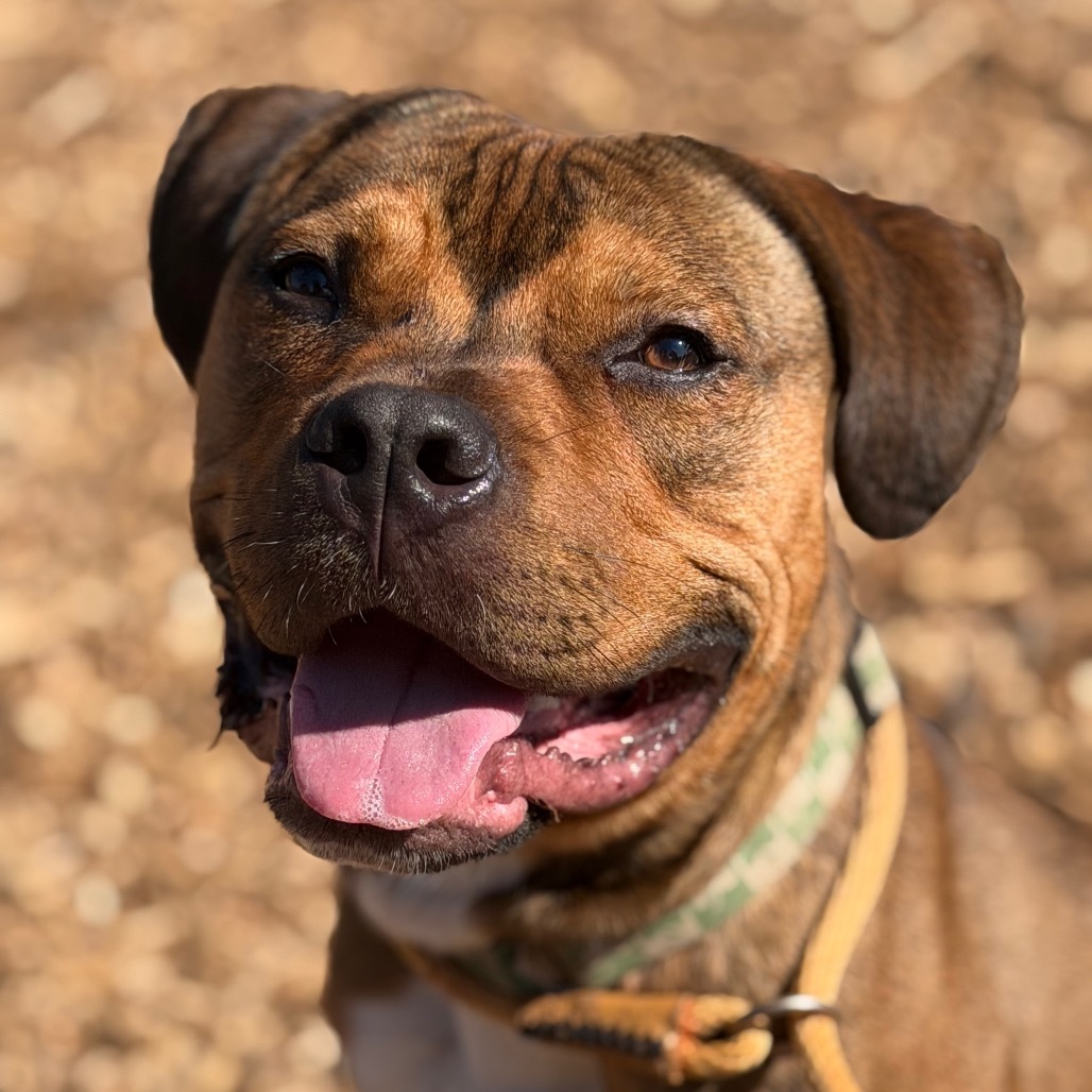 Cowboy*my adoption fee has been partially sponsored by my good friend Logan who found his forever home already*