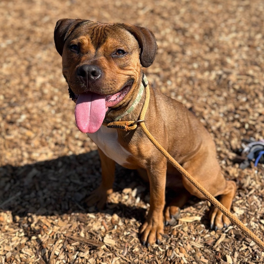 Cowboy*my adoption fee has been partially sponsored by my good friend Logan who found his forever home already*