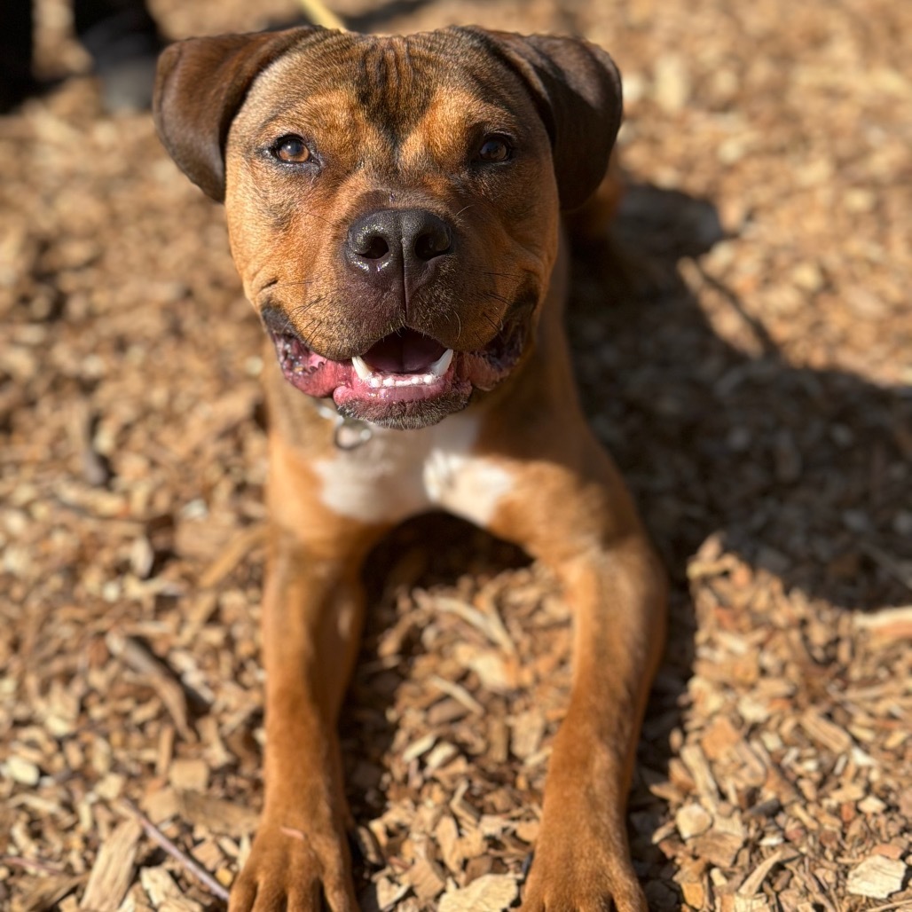 Cowboy*my adoption fee has been partially sponsored by my good friend Logan who found his forever home already*