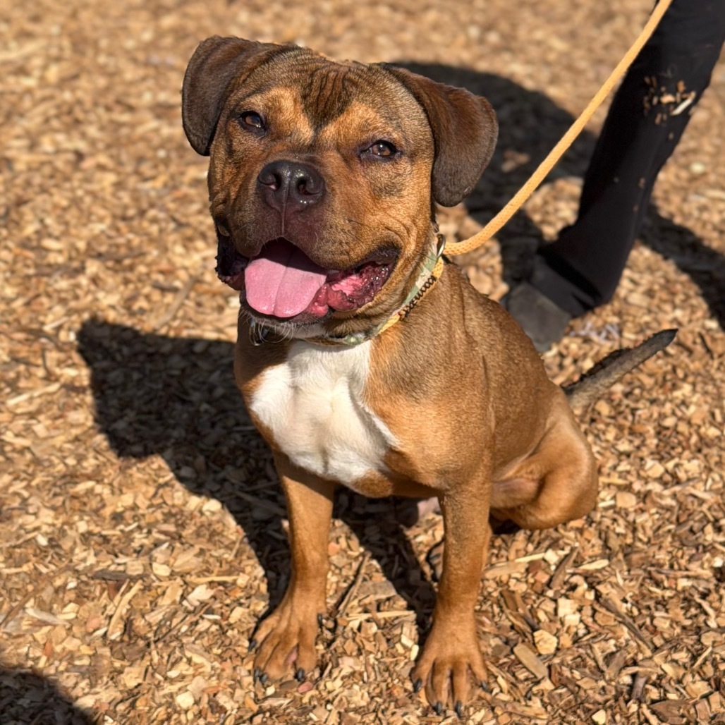 Cowboy*my adoption fee has been partially sponsored by my good friend Logan who found his forever home already*