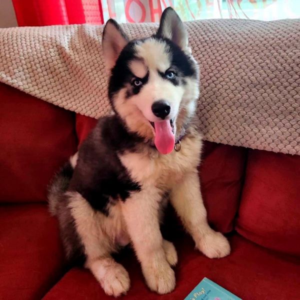 Nanook