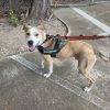 Duke photo 3