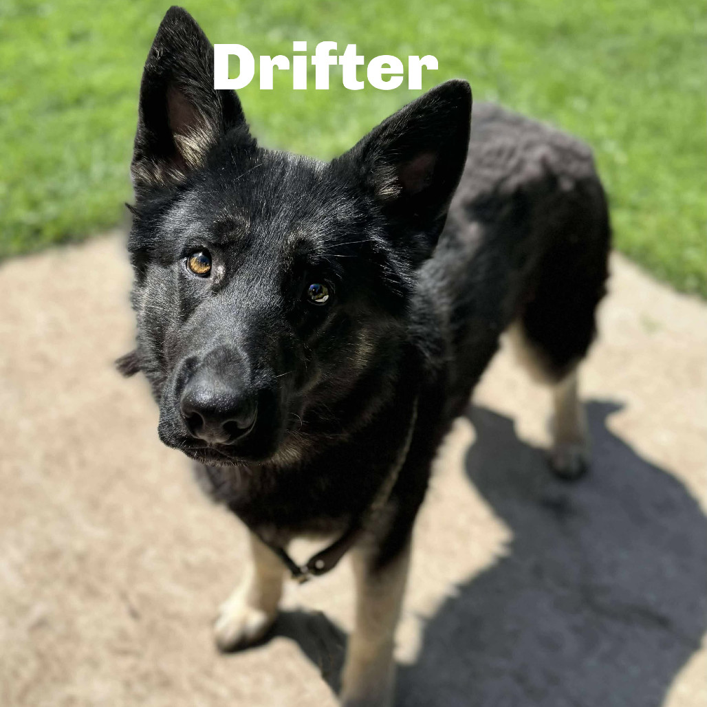 Drifter 250668, an adoptable German Shepherd Dog in Escanaba, MI, 49829 | Photo Image 1
