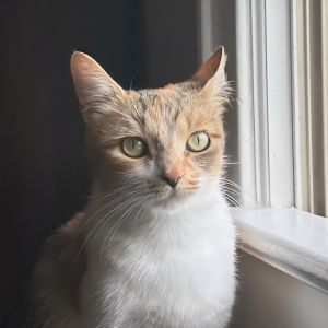 Rose, Adult Female unknown