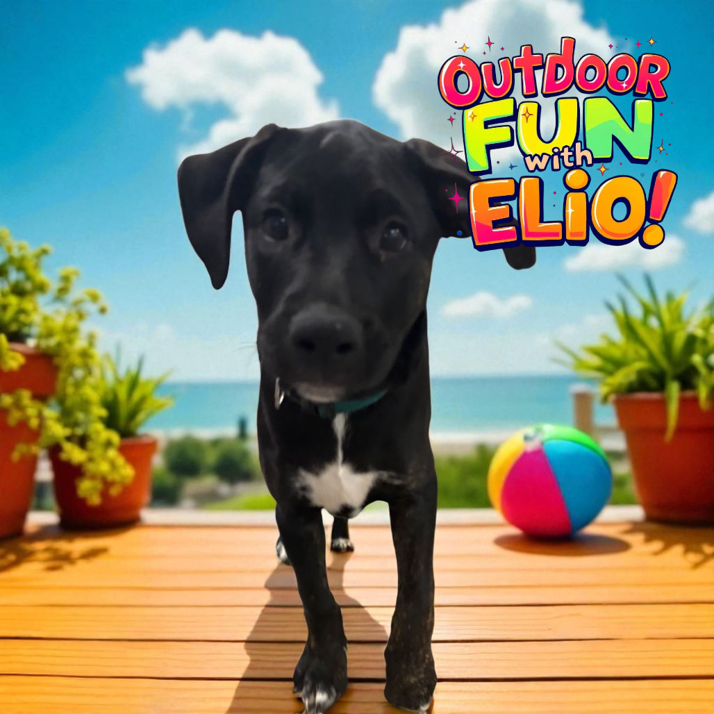 Elio