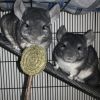 Chinchi photo 1