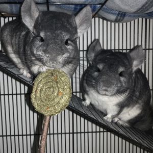 Chinchi, Adult Female unknown