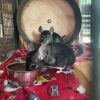 Chinchi photo 2