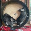 Chinchi photo 3