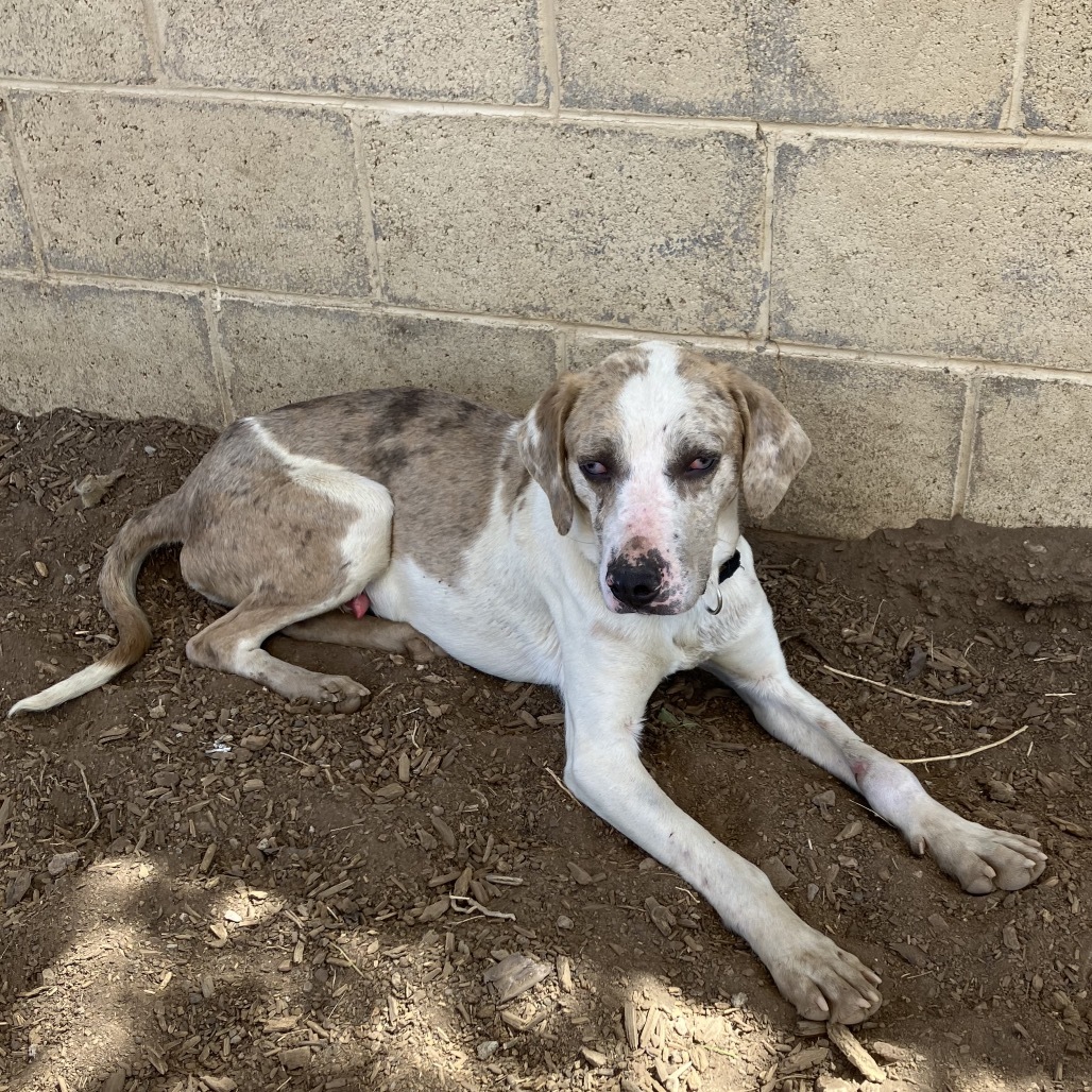 Benjamin - loves people, good with big dogs! Adopt $0!