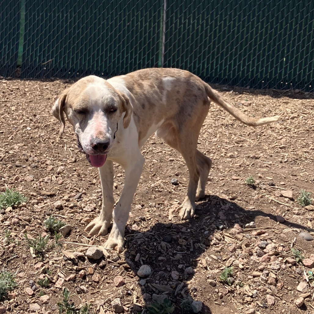 Benjamin - loves people, good with big dogs! Adopt $0!