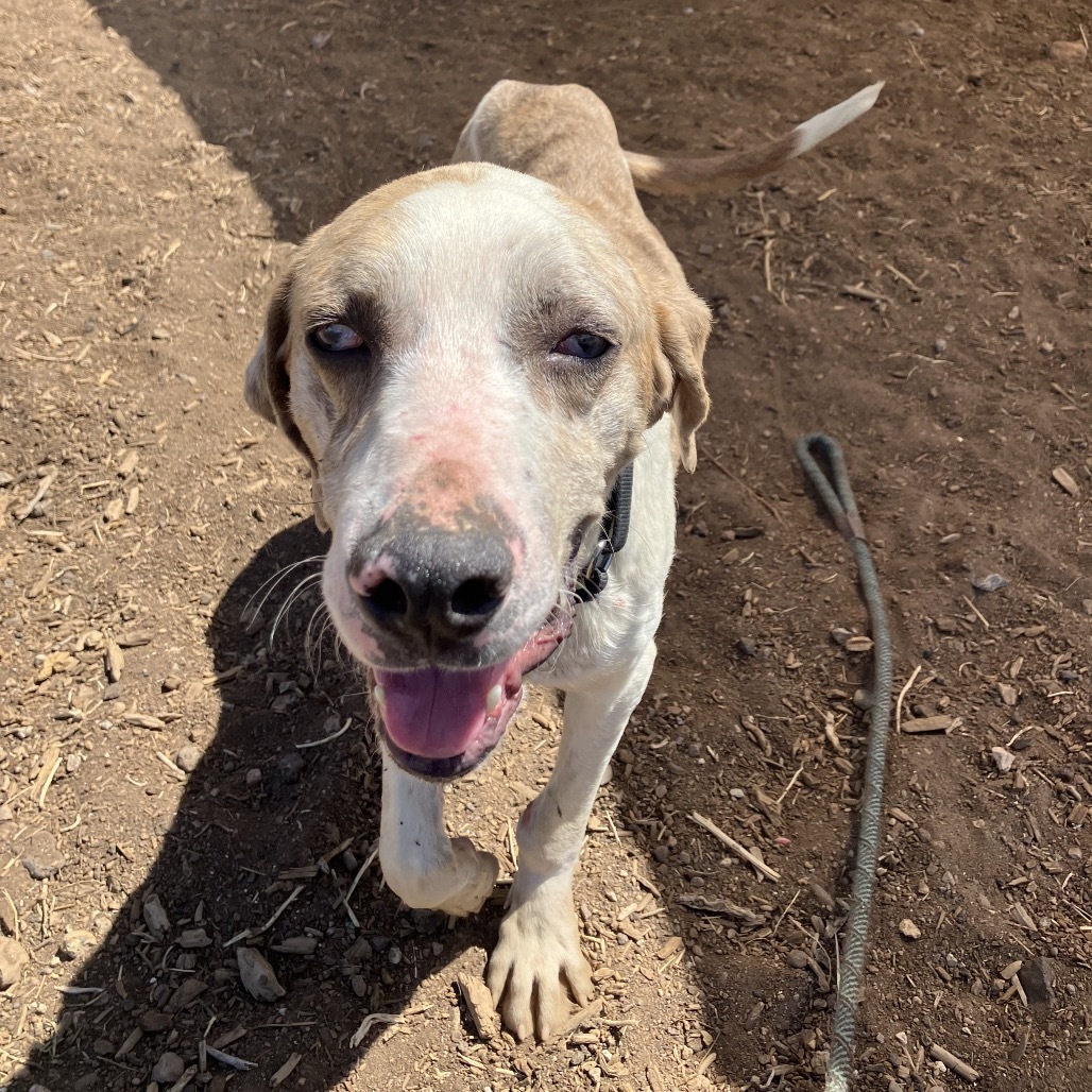 Benjamin - loves people, good with big dogs! Adopt $0!