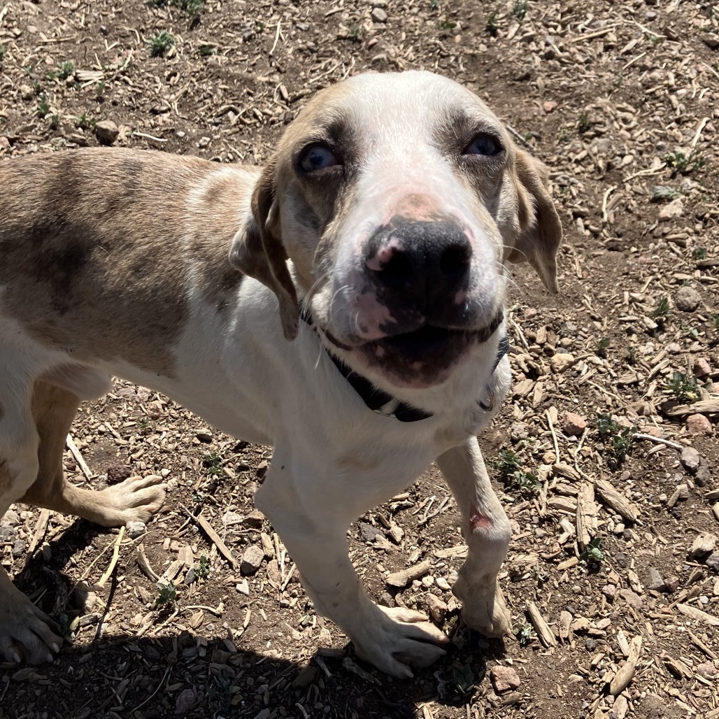 Benjamin - loves people, good with big dogs! Adopt $0!