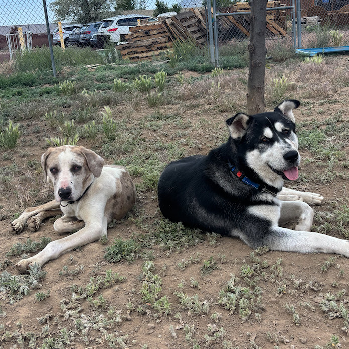Benjamin - loves people, good with big dogs! Adopt $0!