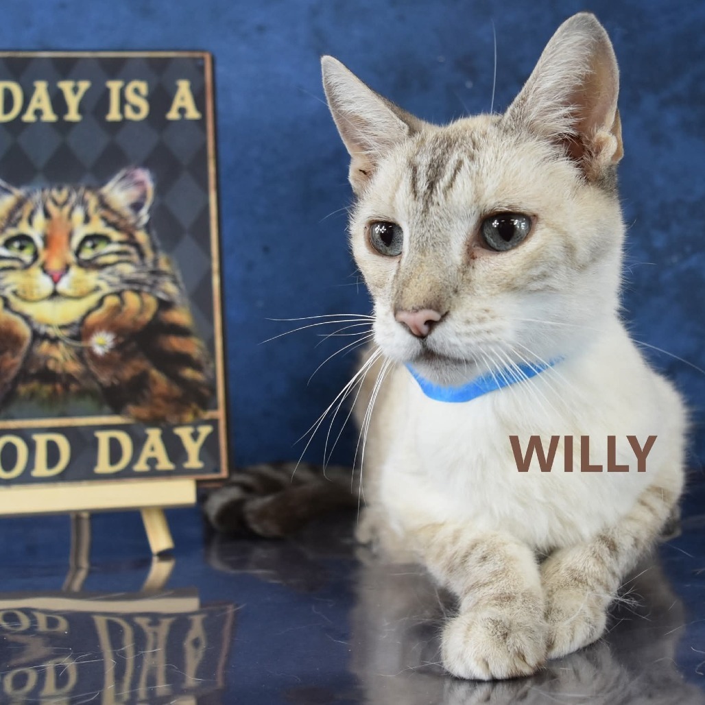Willy