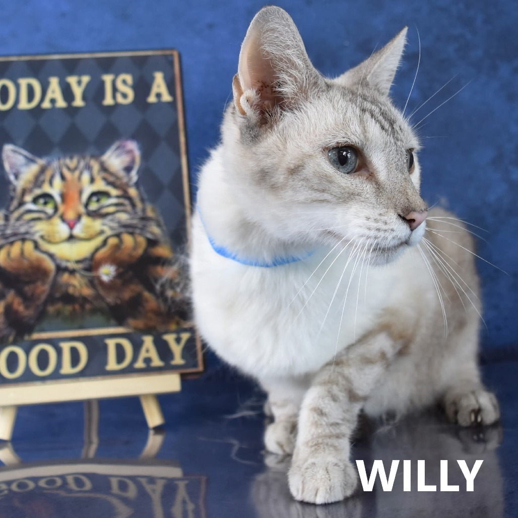 Willy