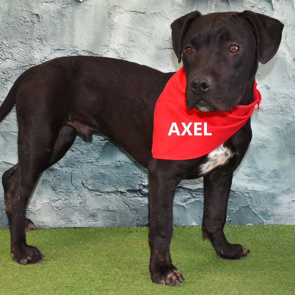 Axel