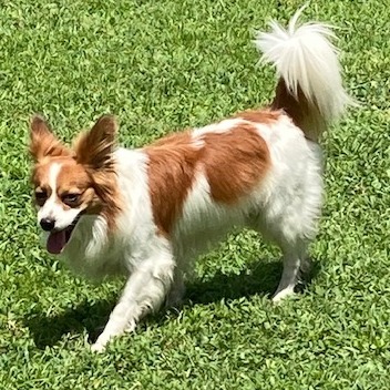 Peter, an adoptable Papillon in Sarasota, FL, 34240 | Photo Image 1