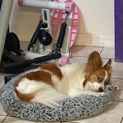 Peter, an adoptable Papillon in Sarasota, FL, 34240 | Photo Image 3