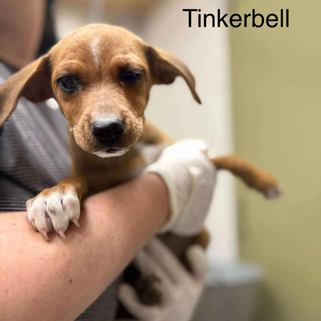 Tinkerbell