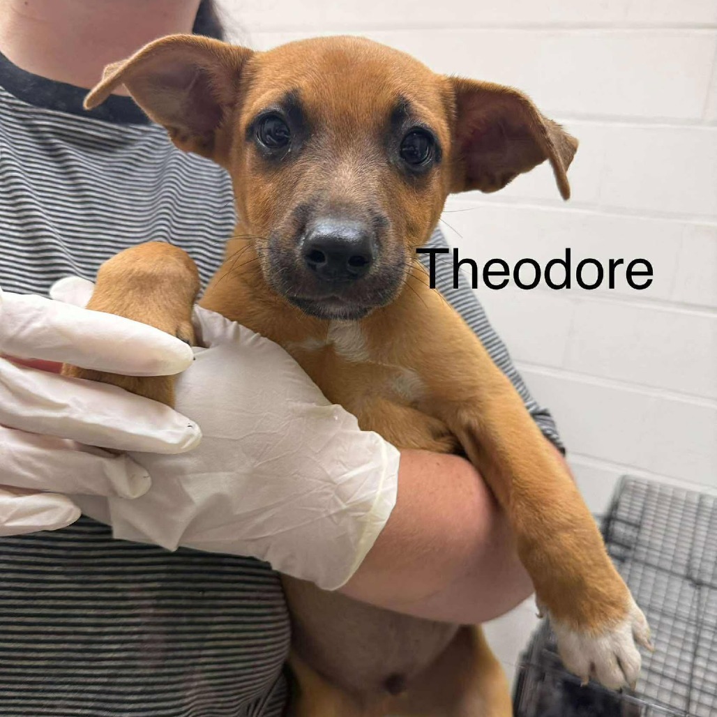 Theodore