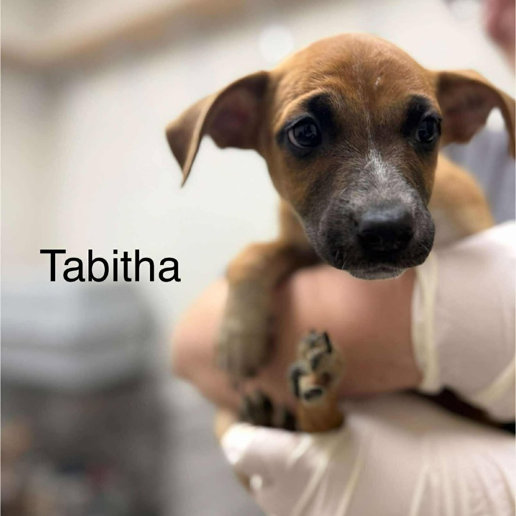 Tabitha